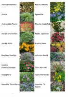 Plantes de Bord de mer